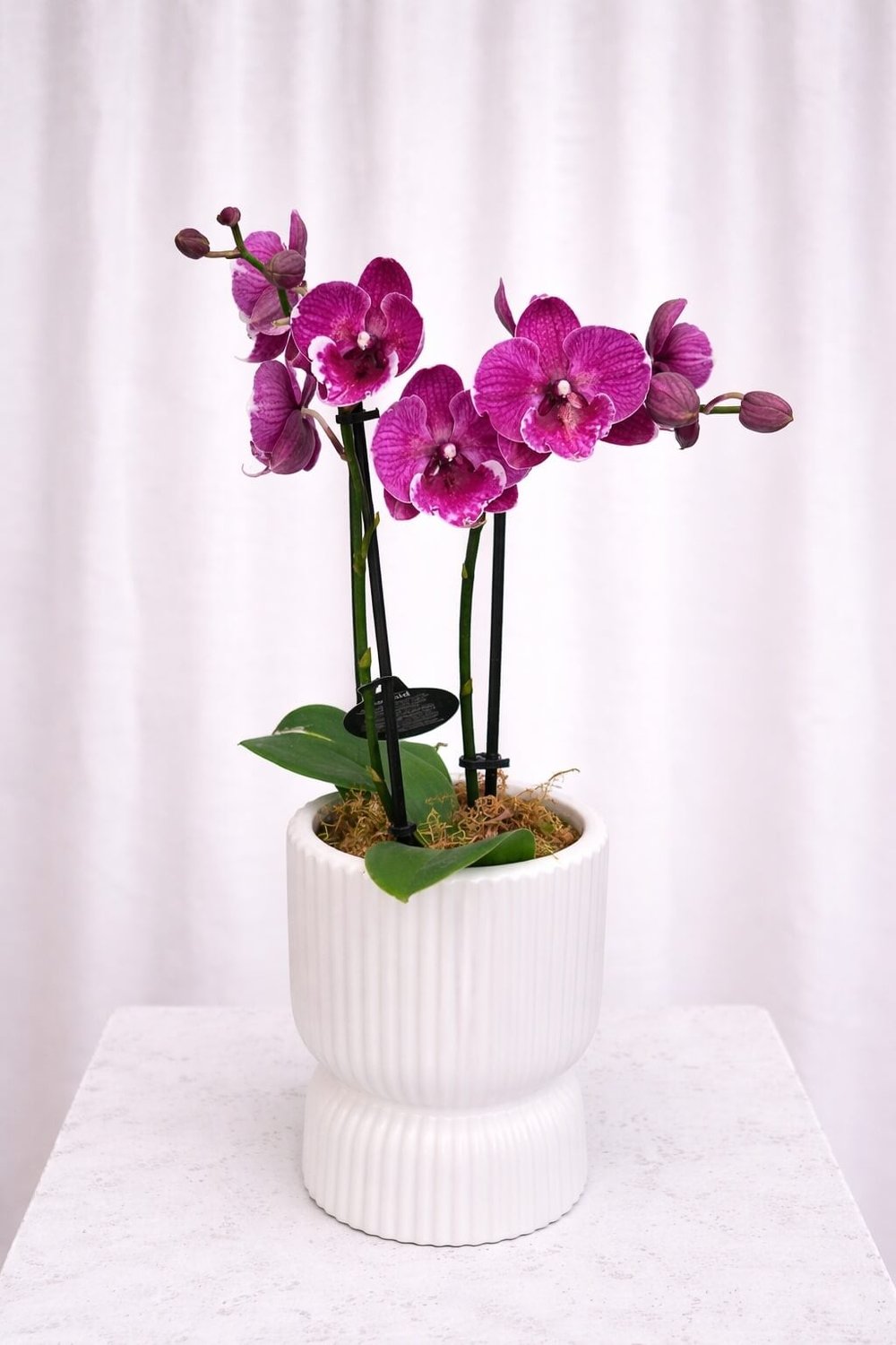 Mini Potted Orchid Plant 