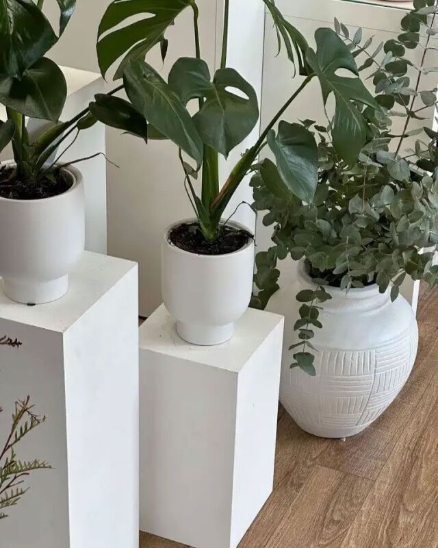 Indoor Plant Care Tips