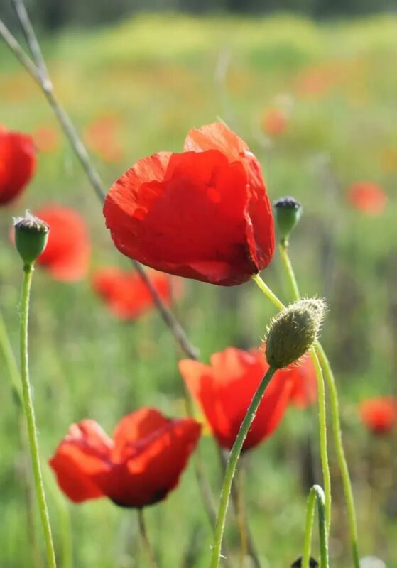 Flower Meanings for Specific Varieties