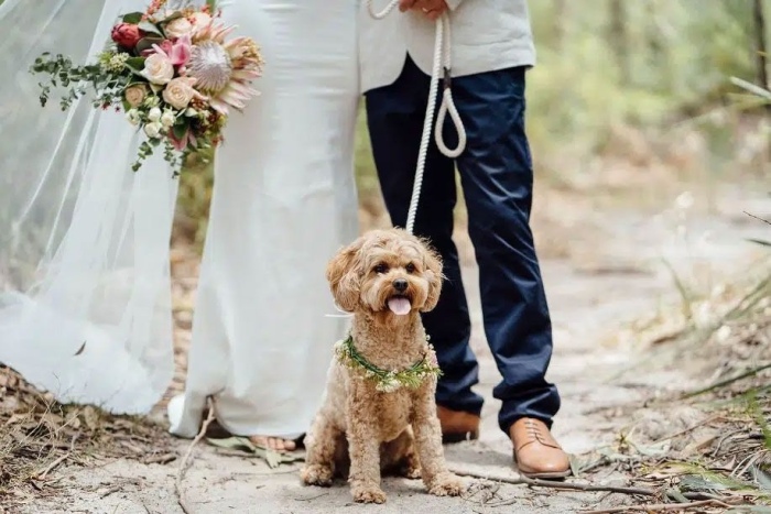 Discover the Beauty of Wollongongâ€™s Pet-Friendly Flowers